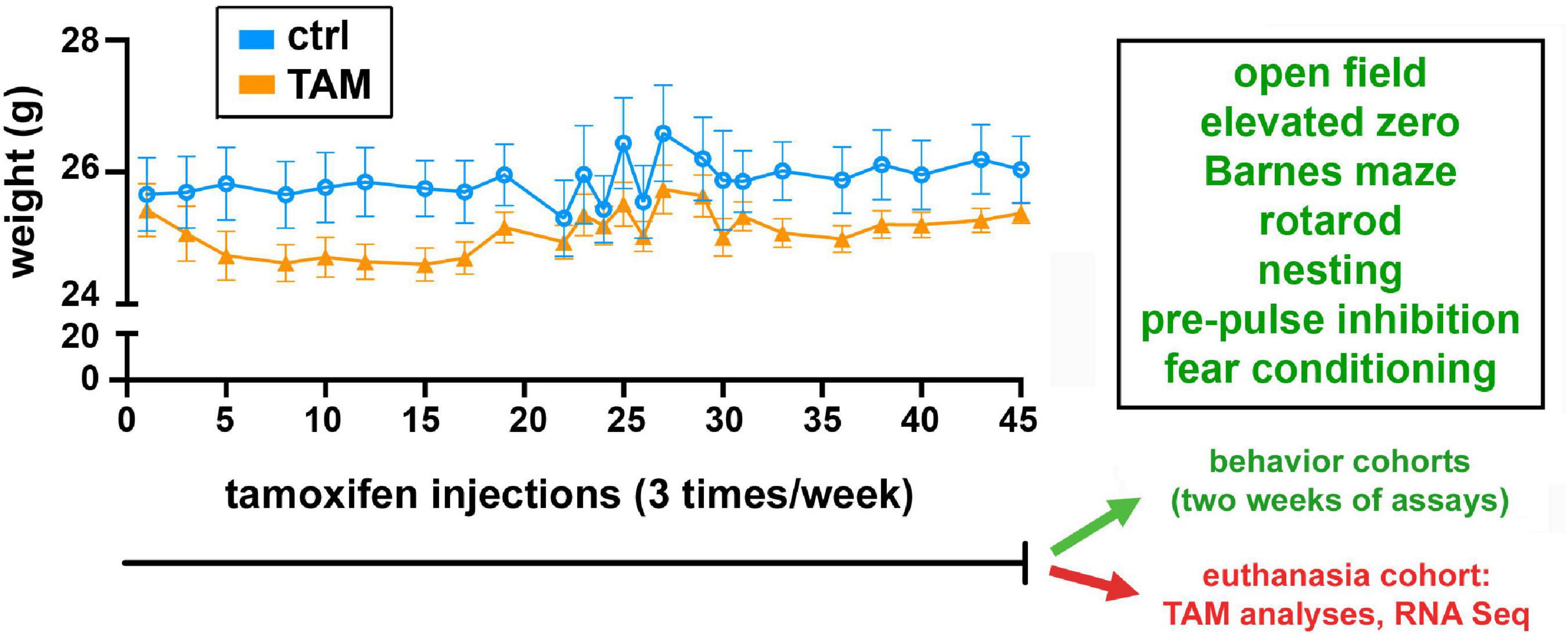 Behavioral and transcriptomic effects of the cancer treatment tamoxifen in mice